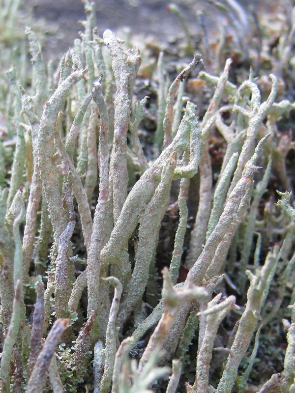 Cladonia subulata?